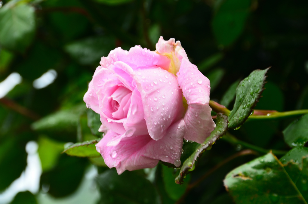 農事センター2021　4月　薔薇　ポッポネッラ