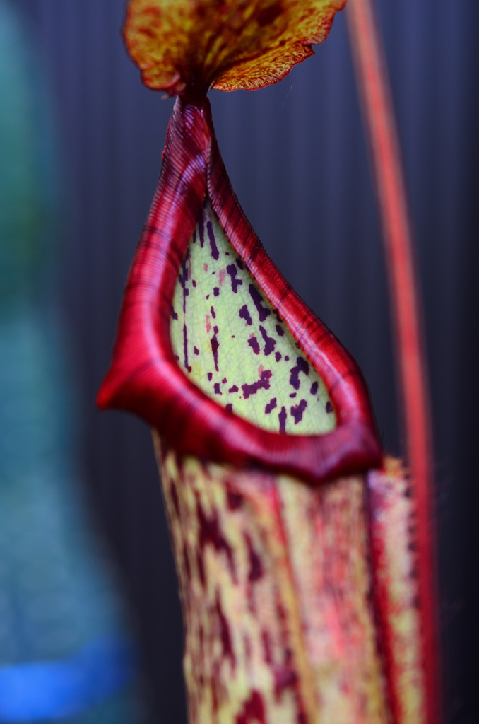 行橋植物園2020　6月-1　食虫植物②