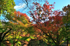 足立公園2022　11月-2　青空と紅葉