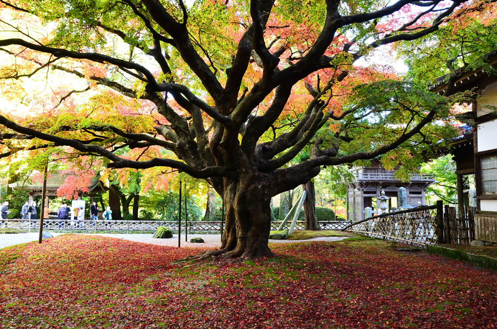 雷山千如寺2021　11月-2　大楓と仁王門