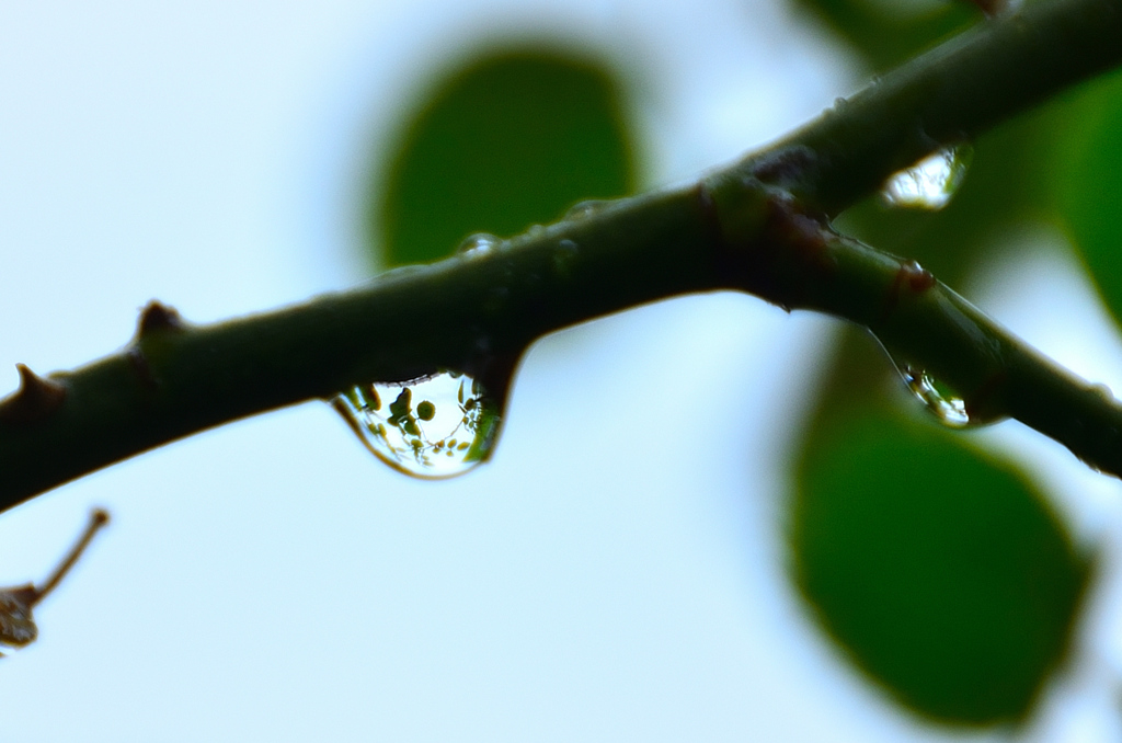 バルコニー2021　4月　雨後　薔薇の木