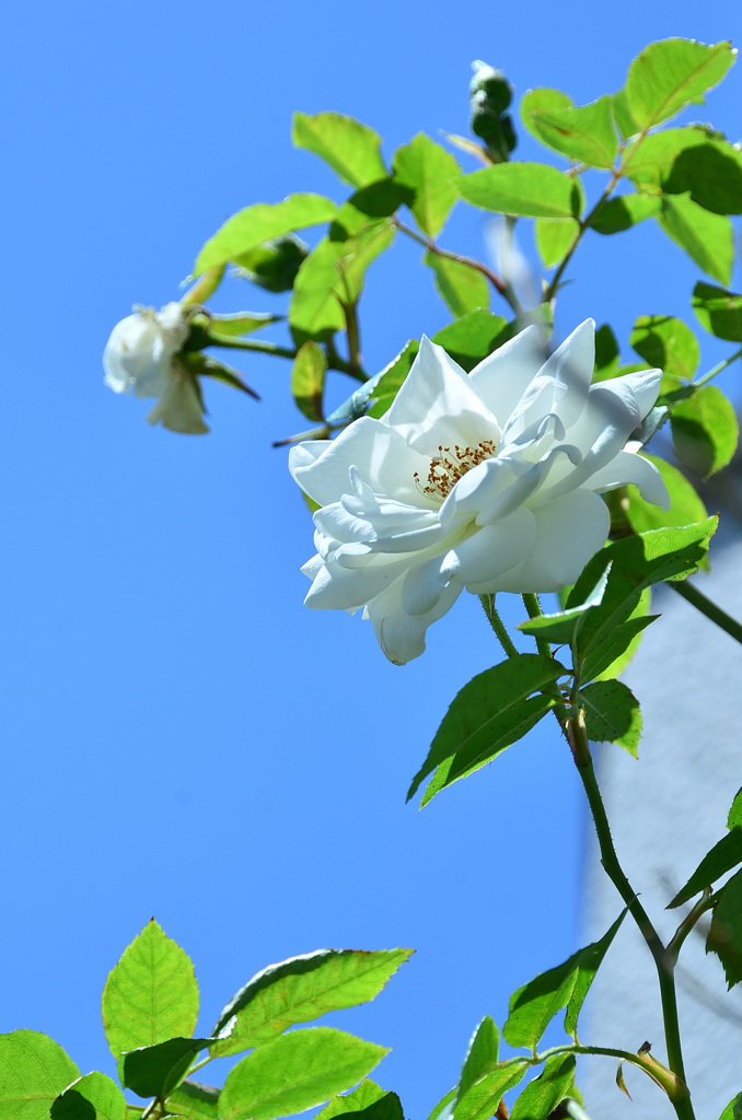 バルコニー2020　5月　薔薇　空中散歩①