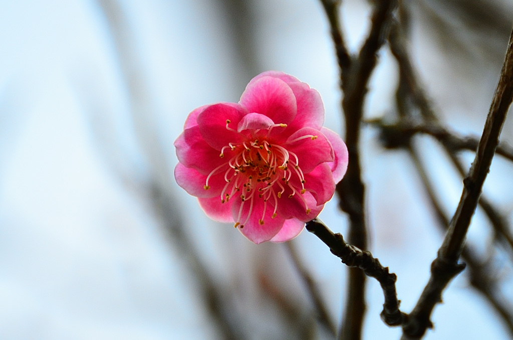 白野江2020　1月　紅梅②