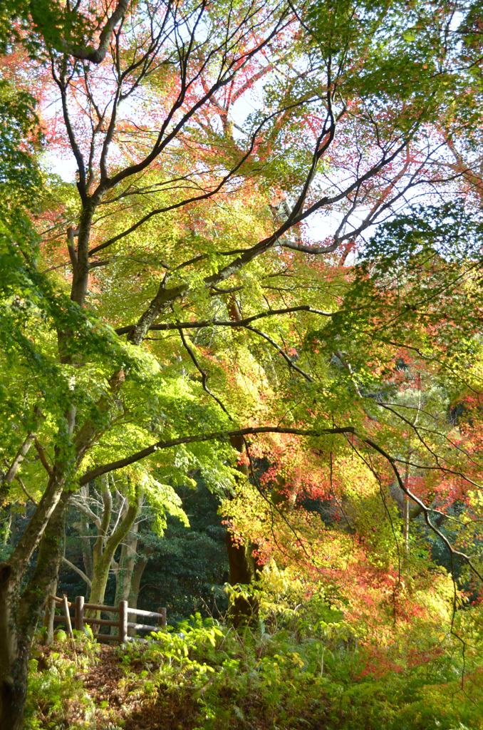 足立公園2020　11月-3　紅葉と青もみじ③