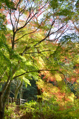 足立公園2020　11月-3　紅葉と青もみじ③