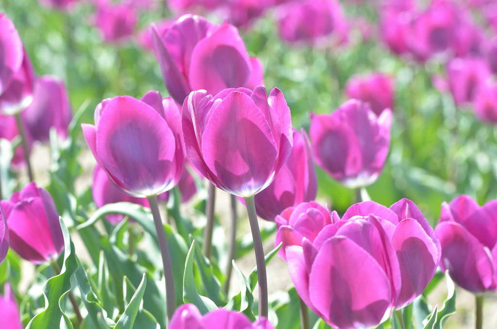 直方チューリップ祭2022　藤色チューリップ