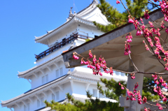 島原城2023　2月-2　寒緋桜と天守閣