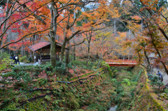 三千院2018-6　散策路