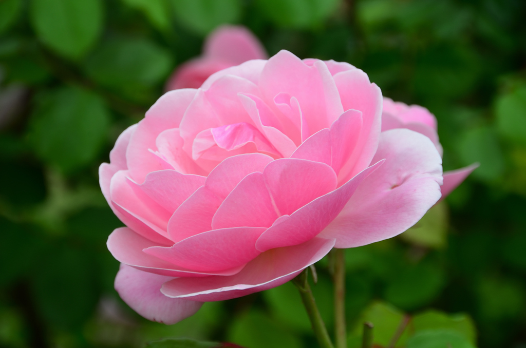 大神ファーム2022　薔薇-2　ブリーズ