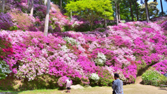大興善寺2023　4月-03　一目一万本①