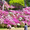 大興善寺2023　4月-03　一目一万本①