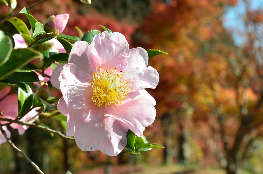河内藤園2022　11月-3　山茶花