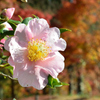 河内藤園2022　11月-3　山茶花