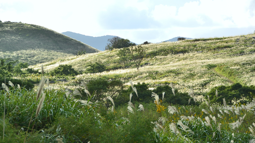 平尾台2021　10月　ススキ群生