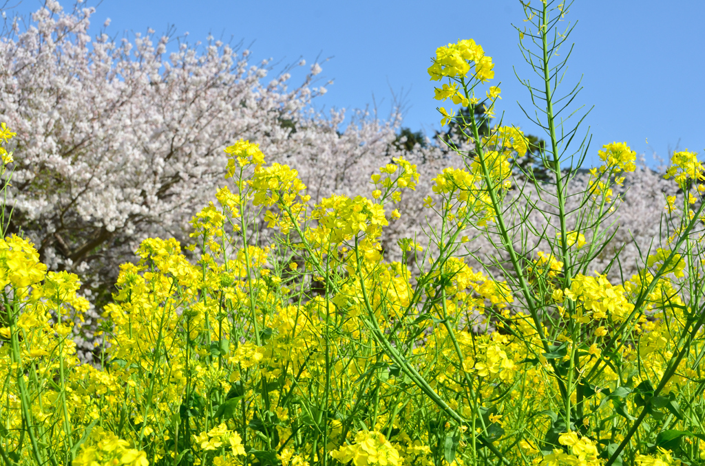 糸島　ゆらりんこ橋2022-2　菜の花と桜②