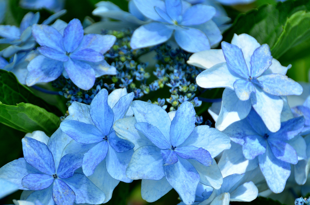白野江2021　6月-02　額紫陽花　泉鳥