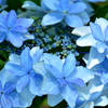 白野江2021　6月-02　額紫陽花　泉鳥