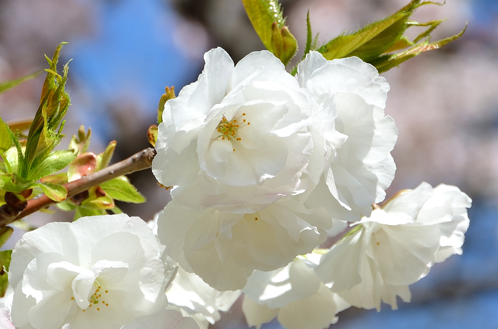小倉城2022　4月　桜　八重桜
