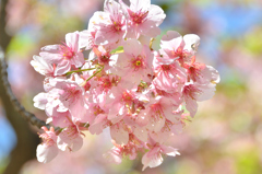 白野江2022　3月-03　大寒桜