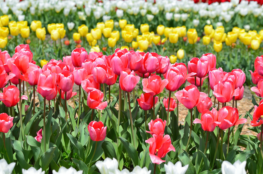 直方チューリップ祭2022　　咲いた～咲いた～♪