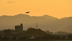 関門海峡2023　10月-01　海峡越のカモメ