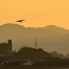 関門海峡2023　10月-01　海峡越のカモメ