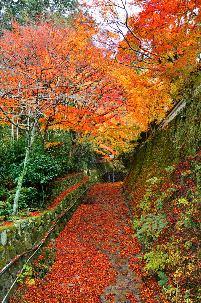 三千院界隈2018　紅葉