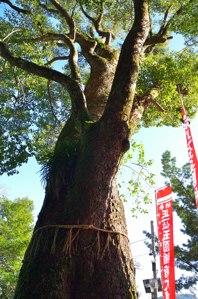 玉園稲荷神社2020　1月　抱き大楠