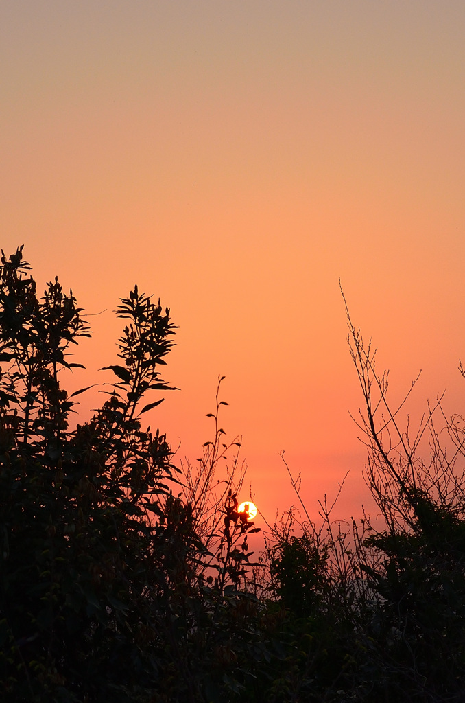 草木2019　夕陽