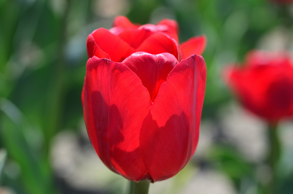 直方チューリップ祭2022-2　赤いチューリップ