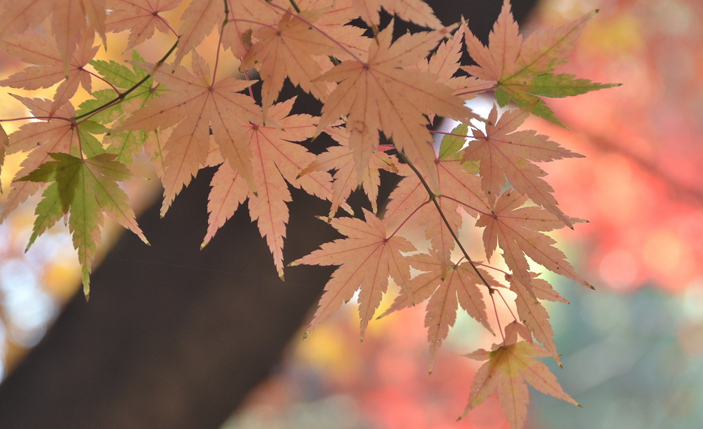足立公園2023　晩秋-03　もみじ①