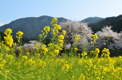 糸島　ゆらりんこ橋2022-1　山あいの菜の花