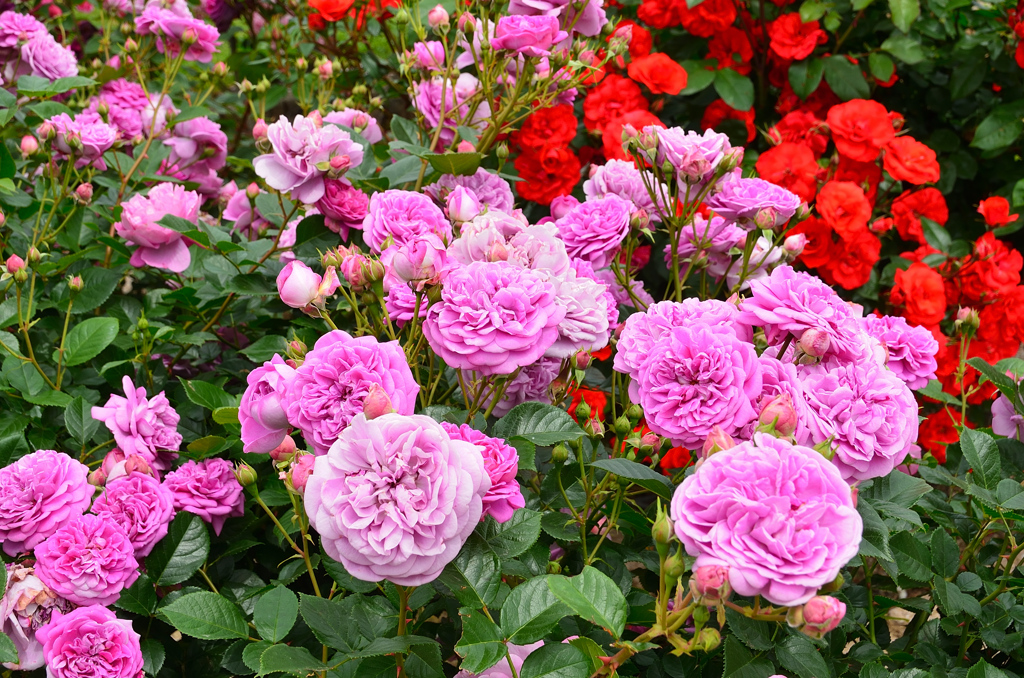 グリーンパーク2021　5月-10　薔薇　ブルーボーイ