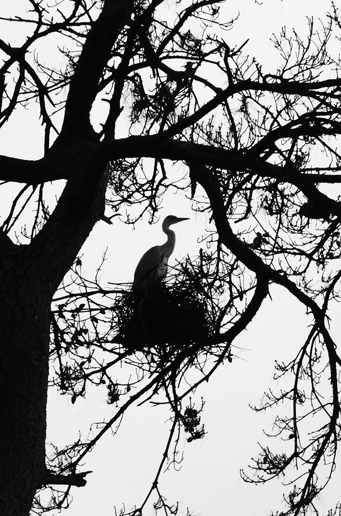 洞山2021　8月　アオサギの巣