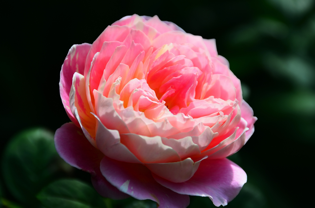 バルコニー2020　10月-2　薔薇①