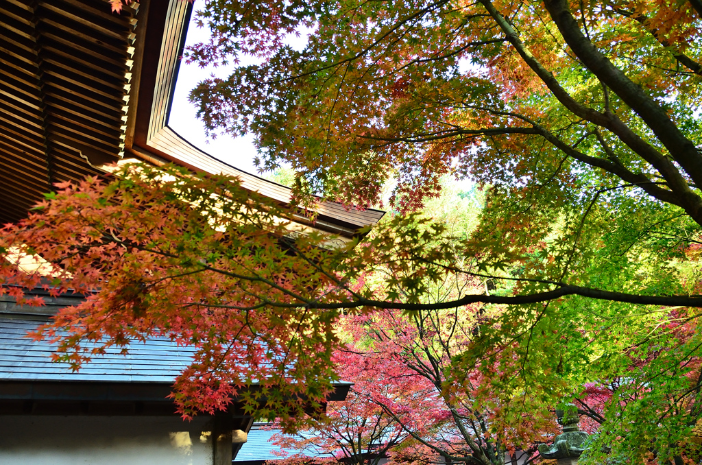 呑山観音寺2020　11月-2　天王院本堂屋根