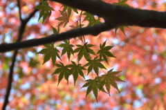 足立公園2023　晩秋-03　もみじ②