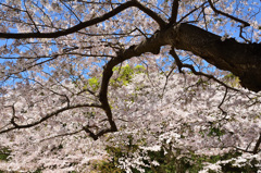 足立公園2020　春　桜①