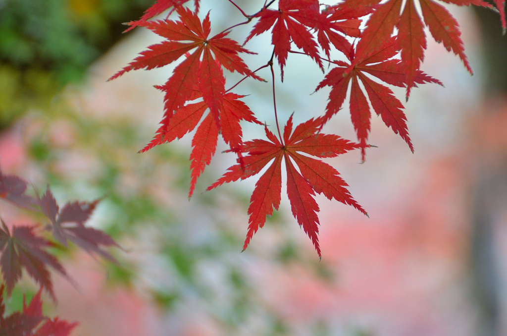 御霊もみじ2022　晩秋-3　紅もみじ