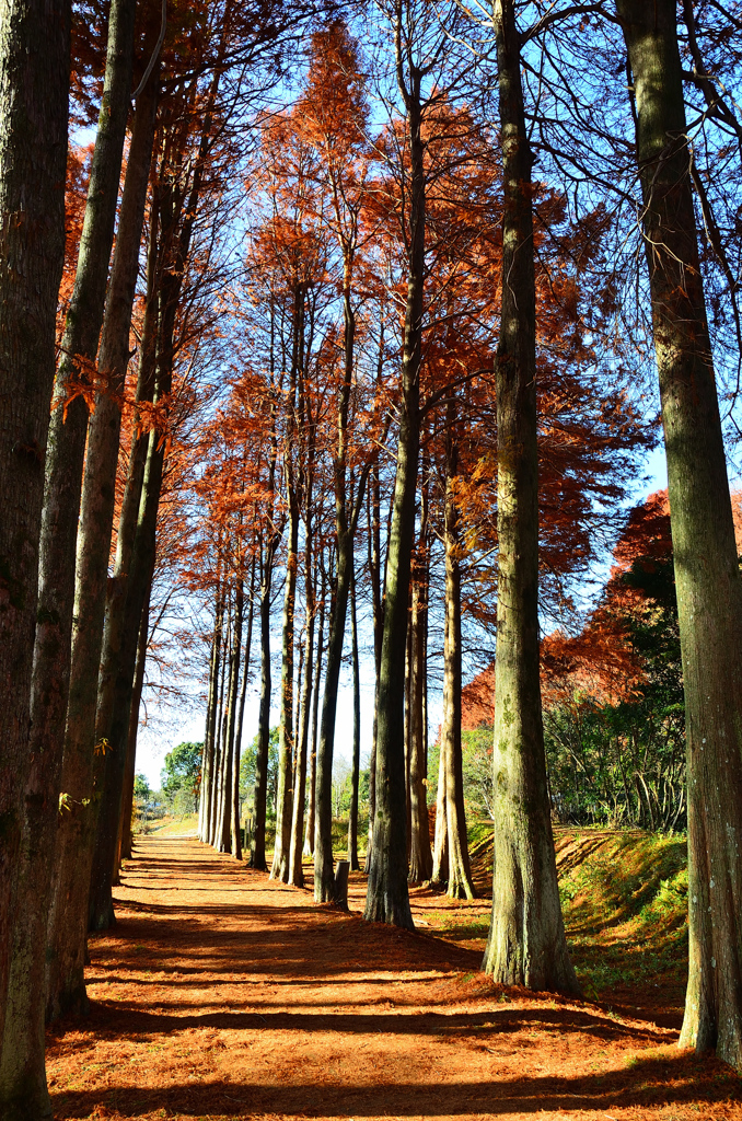 メタセの杜2021　初冬-01　並木路