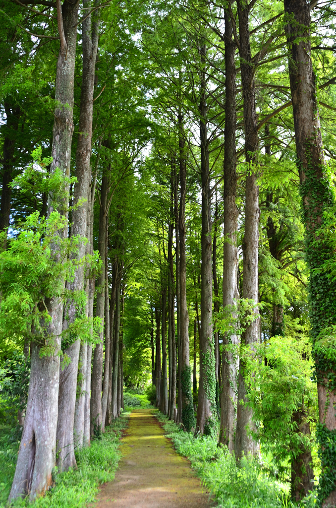 メタセの杜2022　夏-2　メタセコイヤの並木路