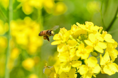 英彦山川2022-2　河川敷　菜の花と蜜蜂