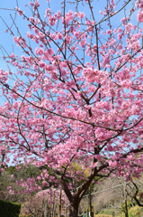 白野江2021　3月　陽光桜①
