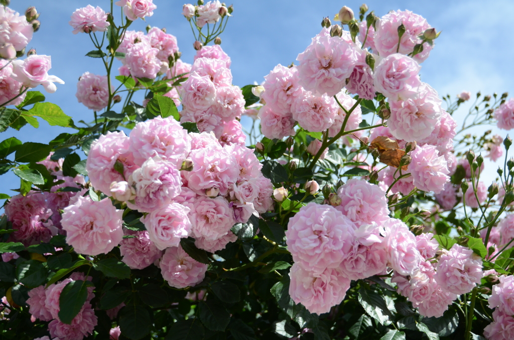 ｸﾞﾘｰﾝﾊﾟｰｸ2018　薔薇園3