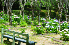 宮地嶽神社2022　5月-2　紫陽花苑とベンチ