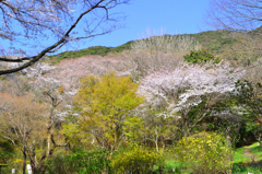 足立公園2022　3月-2　小文字山