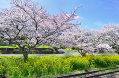 採銅所駅2022　春-4　桜と鉄路