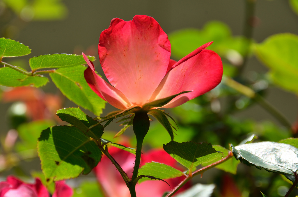 バルコニー2021　4月　薔薇⑪