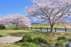 英彦山川2022　4月-1　桜と菜の花