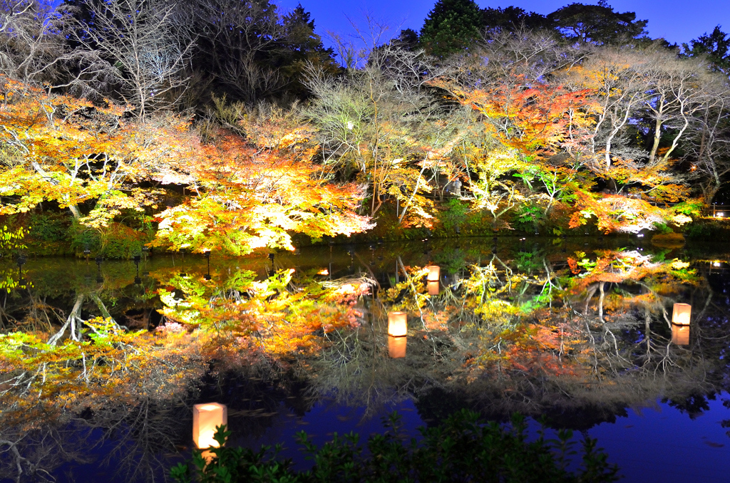 御船山楽園2019-7　秋　大池　ライトアップ